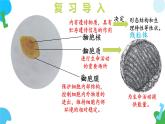 【核心素养】苏教版（2024）生物七年级上册 1.1.3 植物细胞的结构与功能（教学课件+同步练习）