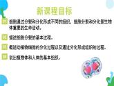 【核心素养】苏教版（2024）生物七年级上册 1.2.1 细胞的分裂和分化（第1课时）（教学课件+同步练习）