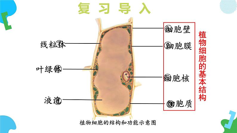 【核心素养】苏教版（2024）生物七年级上册 1.2.1 细胞的分裂和分化（第1课时）（教学课件+同步练习）05