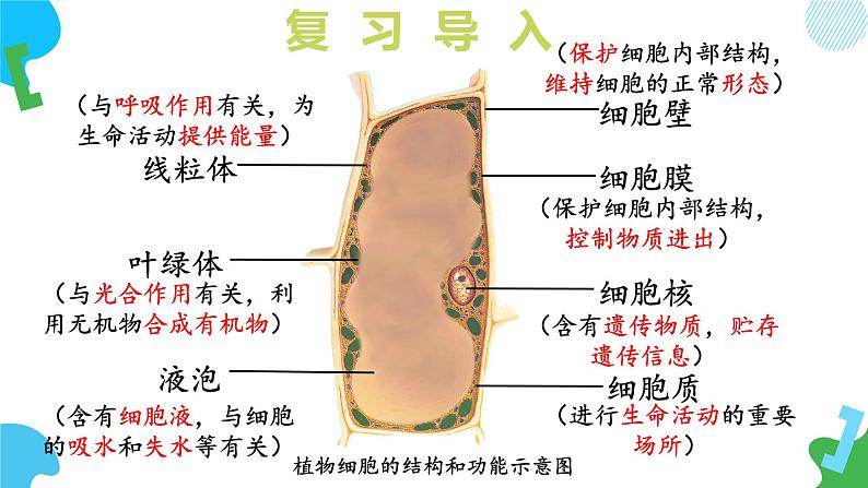 【核心素养】苏教版（2024）生物七年级上册 1.2.1 细胞的分裂和分化（第1课时）（教学课件+同步练习）06