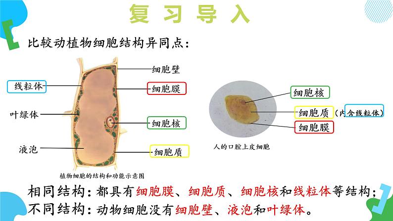 【核心素养】苏教版（2024）生物七年级上册 1.2.1 细胞的分裂和分化（第1课时）（教学课件+同步练习）07