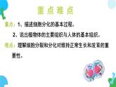 【核心素养】苏教版（2024）生物七年级上册 1.2.1 细胞的分裂和分化（第2课时）（教学课件+同步练习）