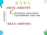【核心素养】苏教版（2024）生物七年级上册 1.2.1 细胞的分裂和分化（第2课时）（教学课件+同步练习）