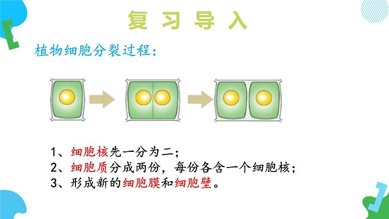 【核心素养】苏教版（2024）生物七年级上册 1.2.1 细胞的分裂和分化（第2课时）（教学课件+同步练习）06