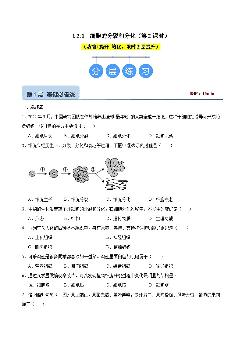 【核心素养】苏教版（2024）生物七年级上册 1.2.1 细胞的分裂和分化（分层作业）（第2课时） （原卷版）第1页