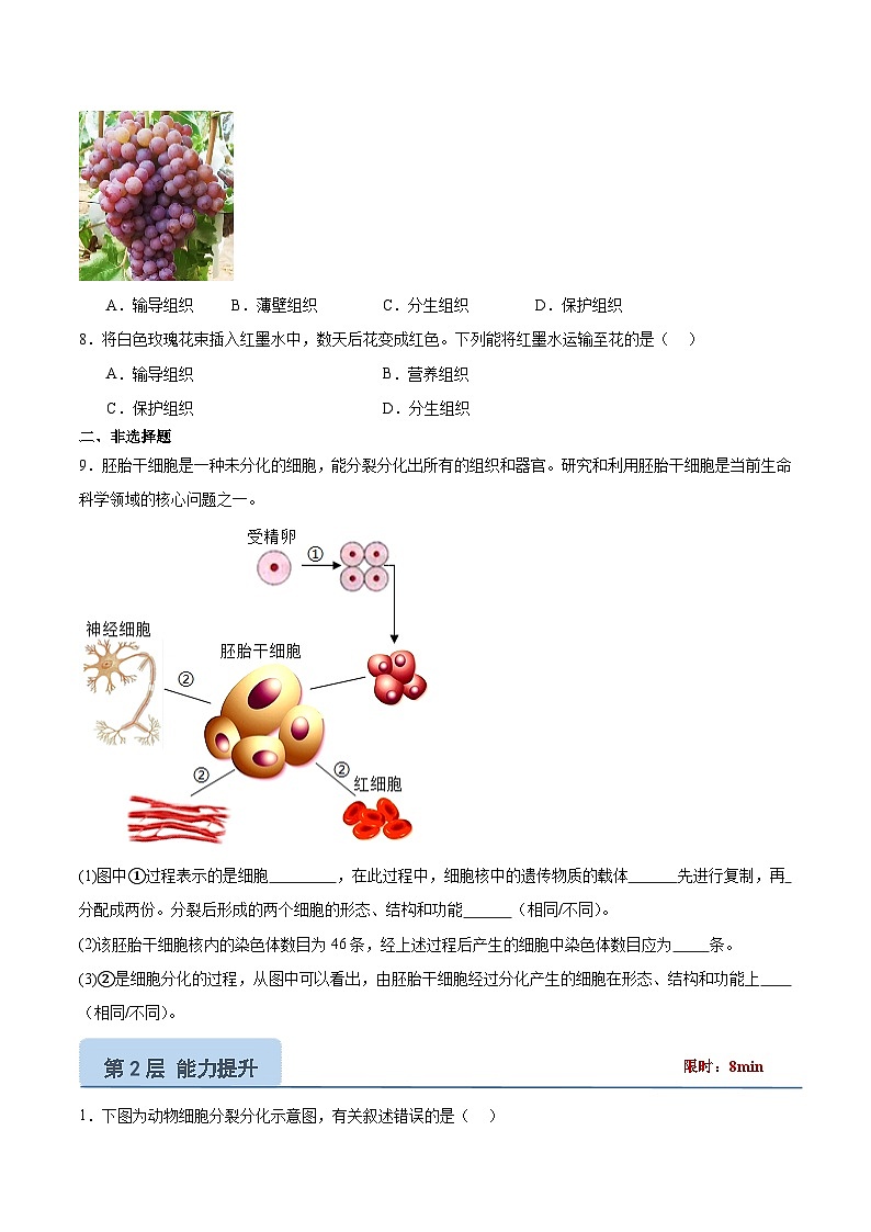 【核心素养】苏教版（2024）生物七年级上册 1.2.1 细胞的分裂和分化（分层作业）（第2课时） （原卷版）第2页