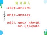 【核心素养】苏教版（2024）生物七年级上册 1.2.2 单细胞生物（教学课件+同步练习）