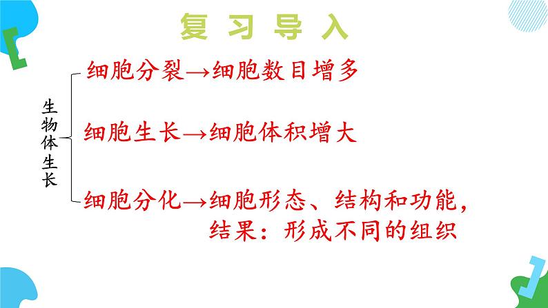 【核心素养】苏教版（2024）生物七年级上册 1.2.2 单细胞生物（教学课件+同步练习）05