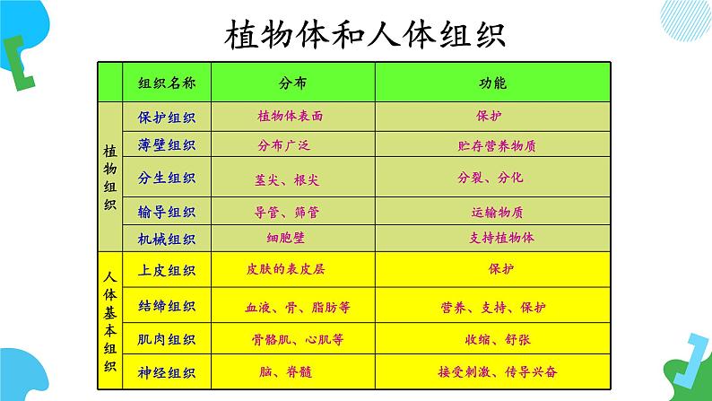 【核心素养】苏教版（2024）生物七年级上册 1.2.2 单细胞生物（教学课件+同步练习）06