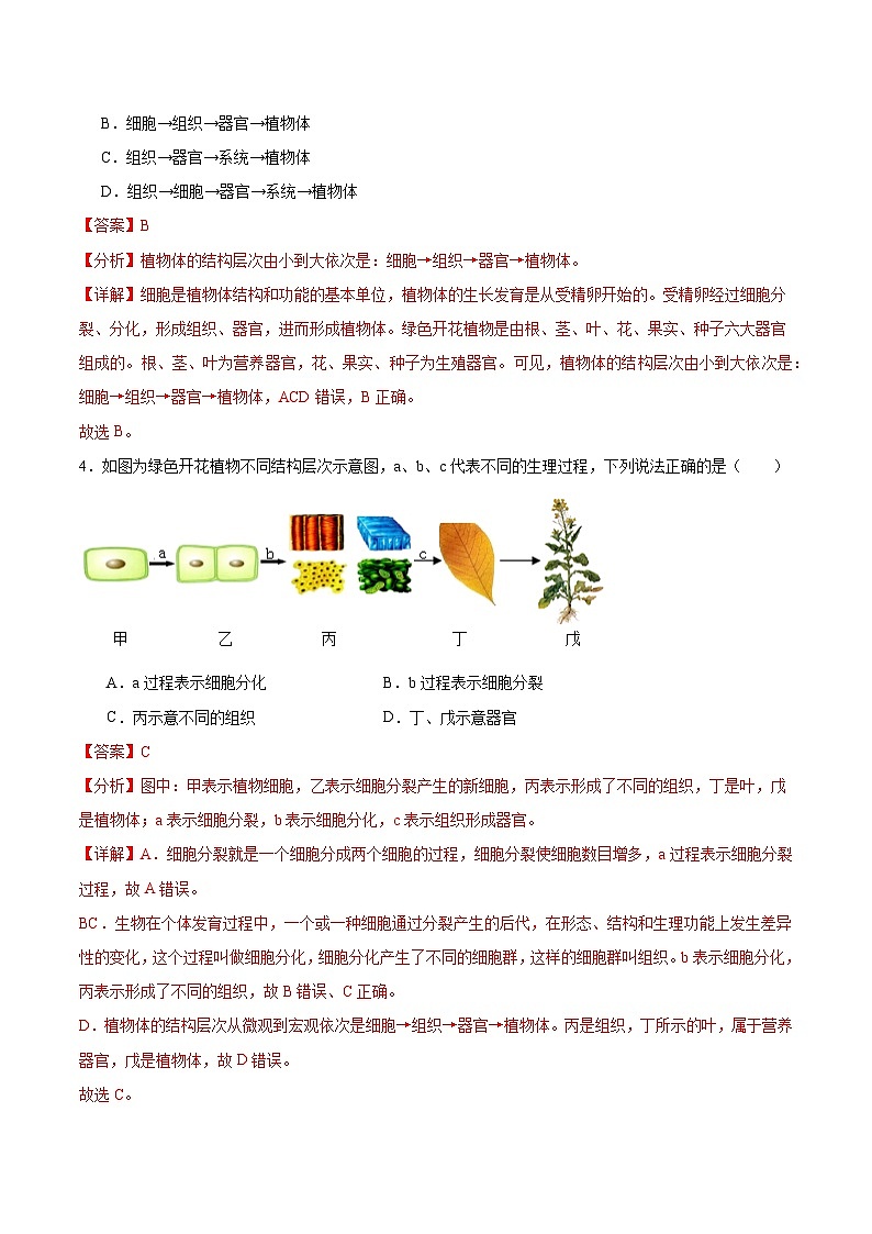 【核心素养】苏教版（2024）生物七年级上册 1.2.3 多细胞生物（教学课件+同步练习）02
