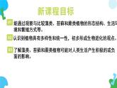 【核心素养】苏教版（2024）生物七年级上册 2.3.1 藻类和苔藓植物、蕨类植物（教学课件+同步练习）