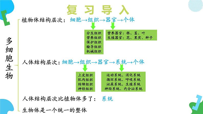 【核心素养】苏教版（2024）生物七年级上册 2.3.1 藻类和苔藓植物、蕨类植物（教学课件+同步练习）05