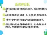 【核心素养】苏教版（2024）生物七年级上册 2.3.2 种子植物（教学课件+同步练习）