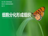 【北师大版】七上生物  2.3.2细胞分化形成组织  课件