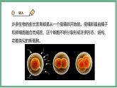 【北师大版】七上生物  2.3.2细胞分化形成组织  课件