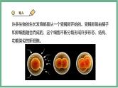 【北师大版】七上生物  2.3.2细胞分化形成组织  课件