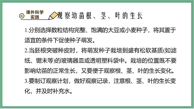 【北师大版】七上生物  3.5.2营养器官的生长  课件08