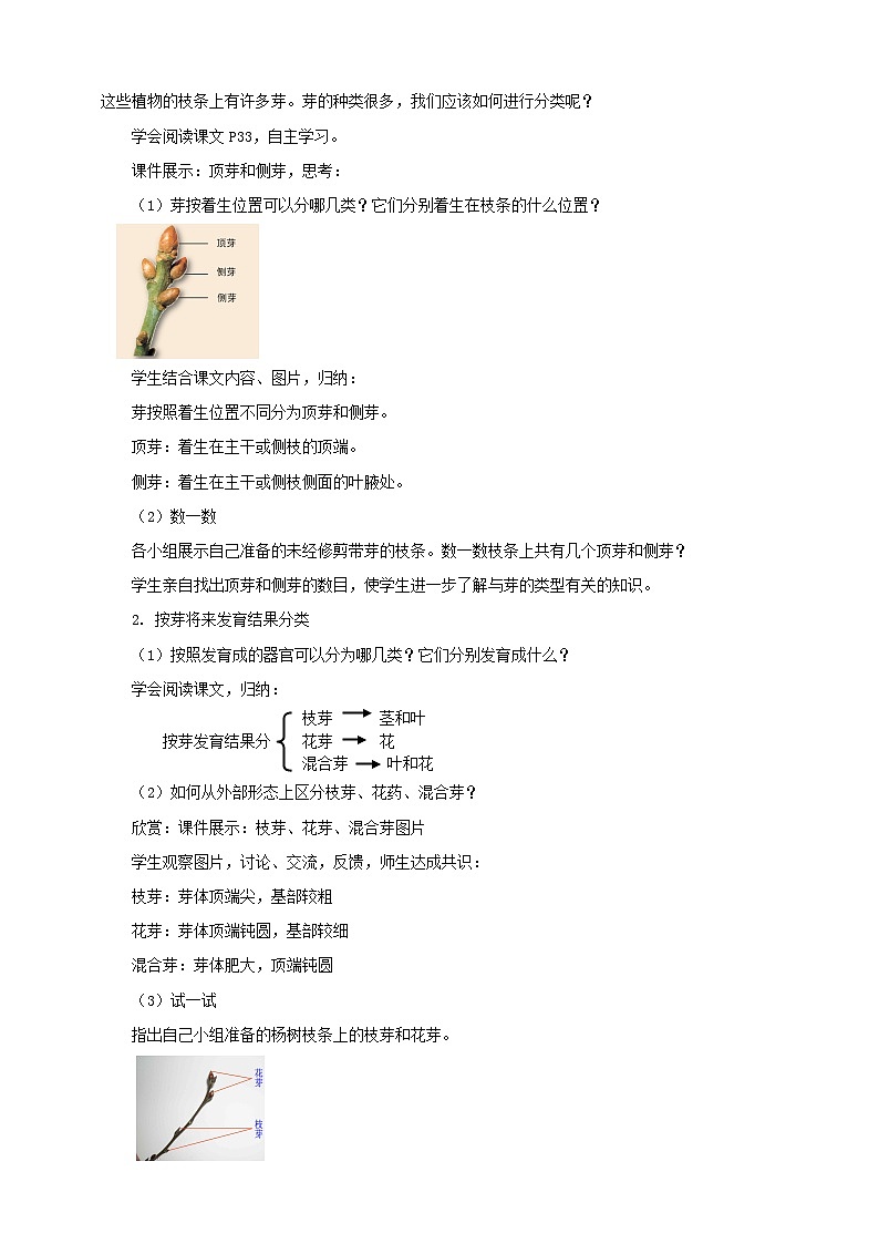 济南版生物八年级上册第六节《芽的类型和发育》教案02