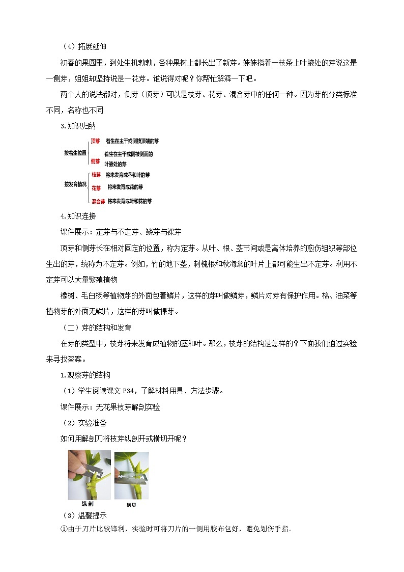 济南版生物八年级上册第六节《芽的类型和发育》教案03