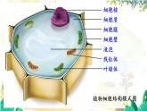 人教2024版生物七年级上册 第一单元 第2章 第四节 细胞的生活 PPT课件+教案