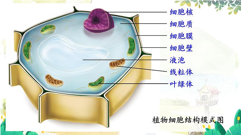 人教2024版生物七年级上册 第一单元 第2章 第四节 细胞的生活 PPT课件+教案02