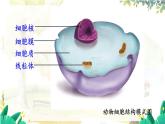 人教2024版生物七年级上册 第一单元 第2章 第四节 细胞的生活 PPT课件+教案