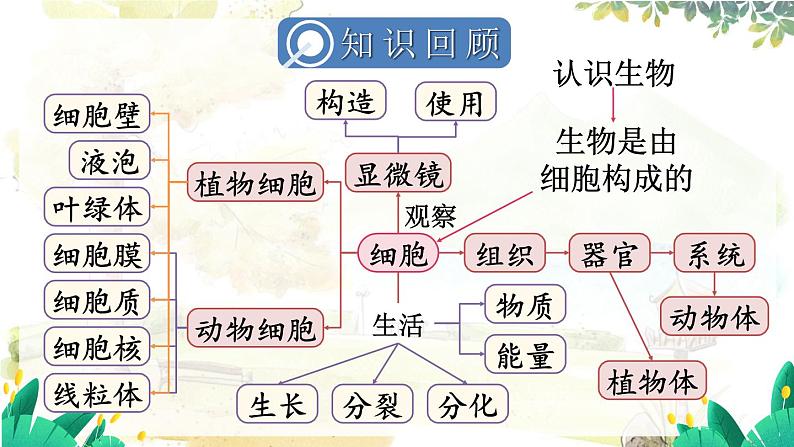 人教2024版生物七年级上册 第一单元 单元小结 PPT课件02