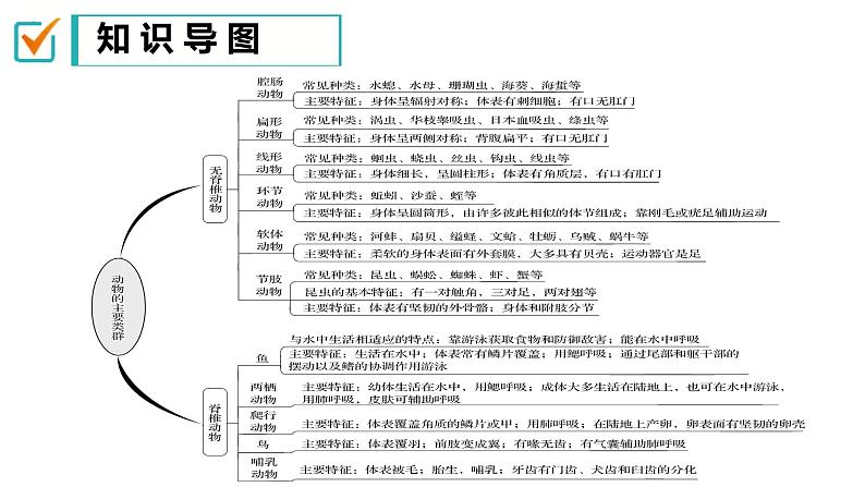 【人教版八上生物期中复习考点梳理+临考押题】第一章 动物的主要类群（串讲课件）04