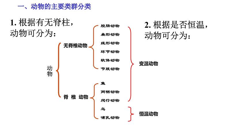 【人教版八上生物期中复习考点梳理+临考押题】第一章 动物的主要类群（串讲课件）05