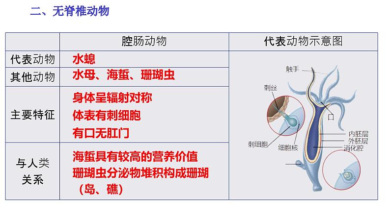 【人教版八上生物期中复习考点梳理+临考押题】第一章 动物的主要类群（串讲课件）08