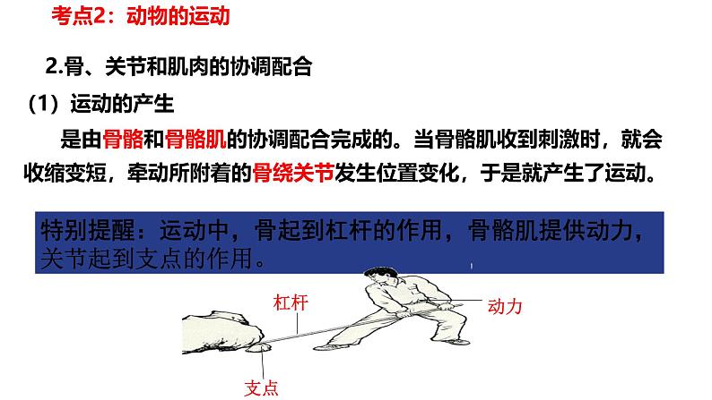 【人教版八上生物期中复习考点梳理+临考押题】第二、三章 动物的运动和行为及其在生物圈中的作用（串讲课件）07