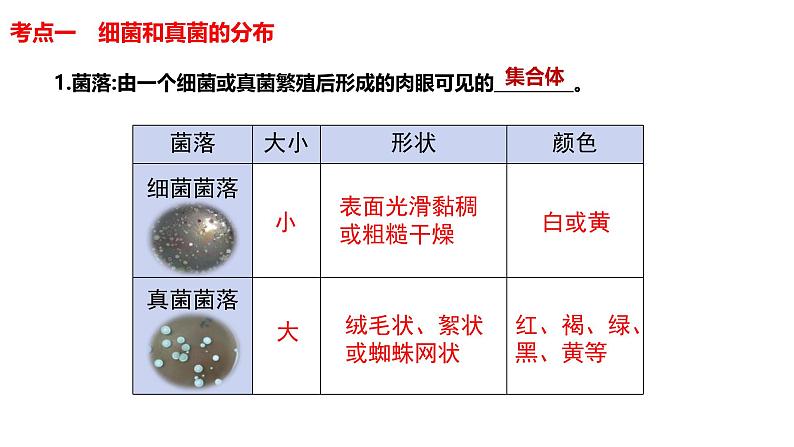 【人教版八上生物期中复习考点梳理+临考押题】第四、五章 细菌、真菌和病毒（串讲课件）05