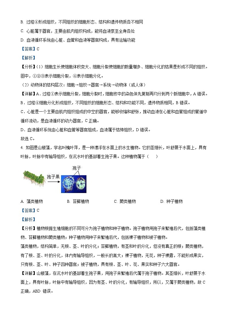 2024年山东省泰安市中考生物真题（2份打包，原卷版+解析版）03