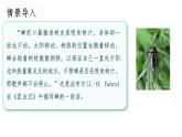 人教版七年级上册1观察周边环境中的生物课件