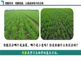 【核心素养】人教版生物七年级上册 1.1.1 观察周边环境中的生物（教学课件+同步教案+同步练习）