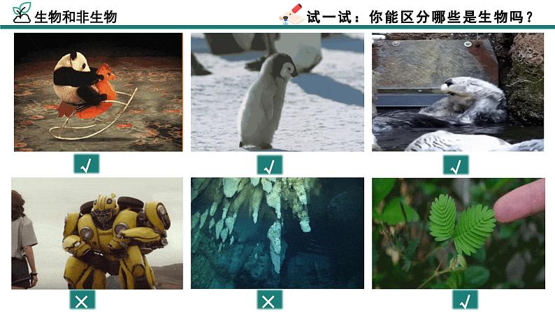 【核心素养】人教版生物七年级上册 1.1.2 生物的特征（教学课件+同步教案+同步练习）06