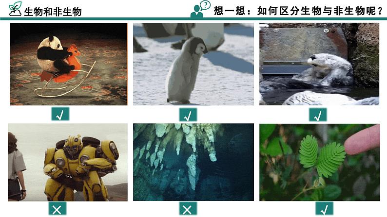 【核心素养】人教版生物七年级上册 1.1.2 生物的特征（教学课件+同步教案+同步练习）07