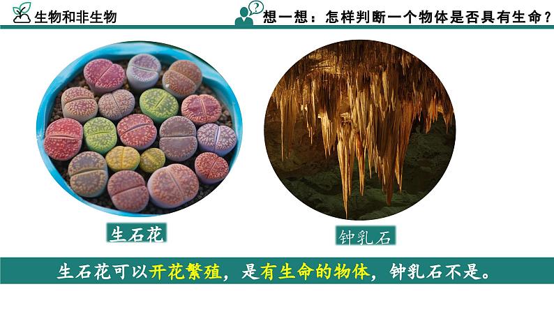 【核心素养】人教版生物七年级上册 1.1.2 生物的特征（教学课件+同步教案+同步练习）08