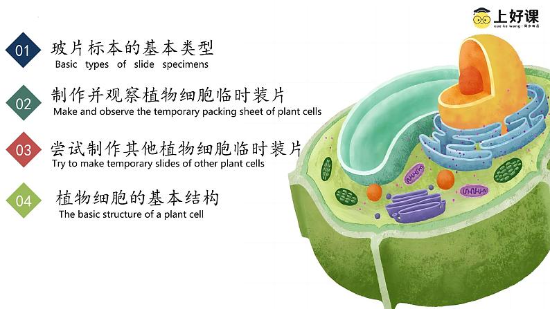 【核心素养】人教版生物七年级上册 1.2.2 植物细胞（教学课件+同步教案+同步练习）02