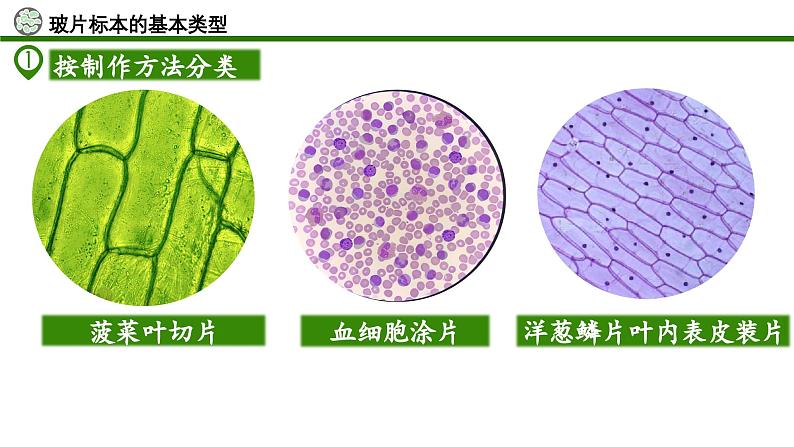 【核心素养】人教版生物七年级上册 1.2.2 植物细胞（教学课件+同步教案+同步练习）07