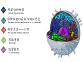 【核心素养】人教版生物七年级上册 1.2.3 动物细胞（教学课件+同步教案+同步练习）