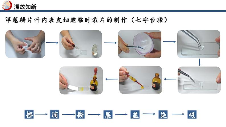 【核心素养】人教版生物七年级上册 1.2.3 动物细胞（教学课件+同步教案+同步练习）04