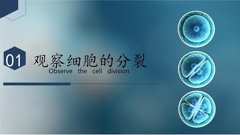 【核心素养】人教版生物七年级上册 1.3.1 细胞通过分裂产生新细胞（教学课件+同步教案+同步练习）05