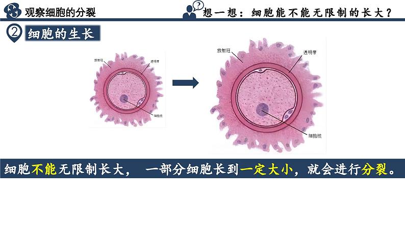 【核心素养】人教版生物七年级上册 1.3.1 细胞通过分裂产生新细胞（教学课件+同步教案+同步练习）08