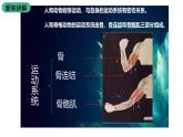 北师大版生物八上5.15.2《动物运动的形成》课件