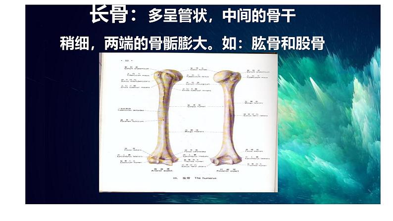 北师大版生物八上5.15.2《动物运动的形成》课件08