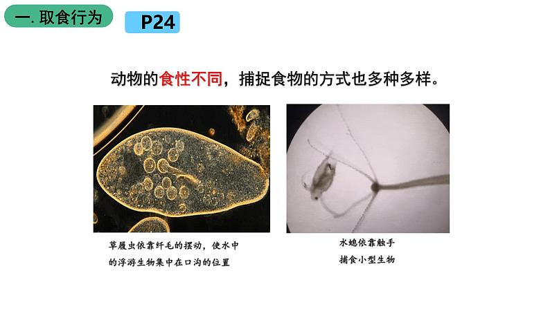 北师大版生物八上5.16.2《动物行为的主要类型》课件06