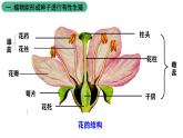 北师大版生物八上6.19.3《植物的生殖方式》课件
