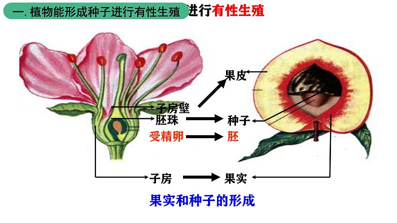 北师大版生物八上6.19.3《植物的生殖方式》课件04