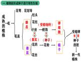 北师大版生物八上6.19.3《植物的生殖方式》课件